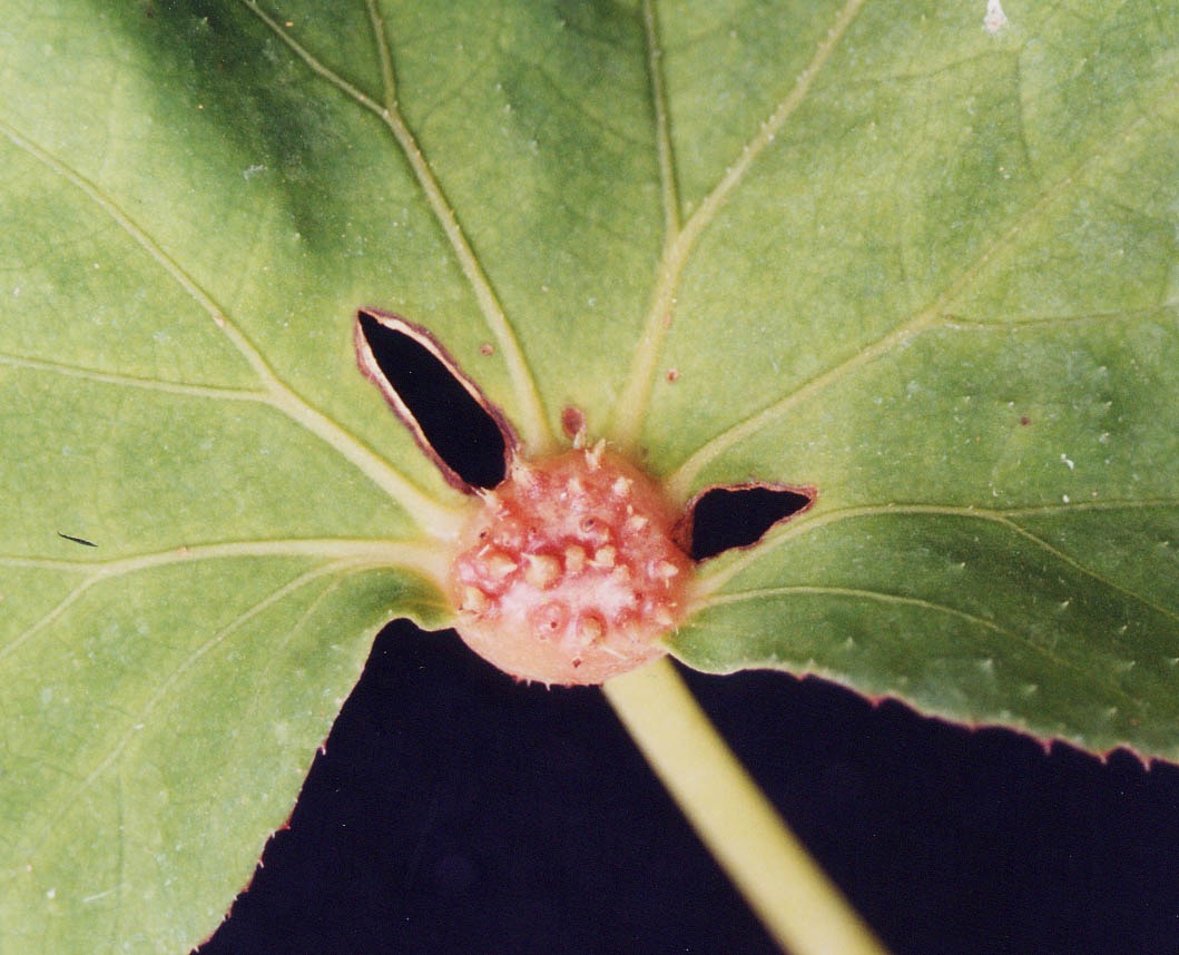B. dentatobracteata